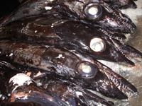 Markthalle in Funchal - der berühmte schwarze Degenfisch &ndash; &copy; Hans-Joachim Trutz (Eberhardt TRAVEL)