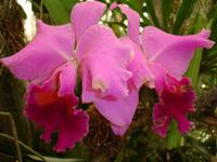 Orchideen- Garten 