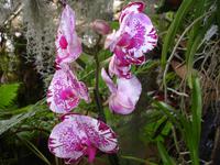Orchideen- Garten 
