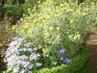 Blandy's Garden - Goldkelch &ndash; &copy; Hans-Joachim Trutz (Eberhardt TRAVEL)