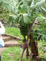 Bananenstaude &ndash; &copy; Katrin Hohenstein (Eberhardt TRAVEL)