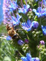 Der Stolz von Madeira &ndash; &copy; Yvonne Geisler (Eberhardt TRAVEL)