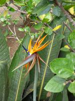 Strelizie // Botanischer Garten // Funchal &ndash; &copy; Yvonne Geisler (Eberhardt TRAVEL)