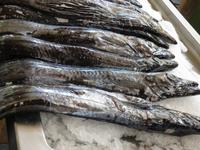 schwarzer Degenfisch // Markthalle Funchal &ndash; &copy; Yvonne Geisler (Eberhardt TRAVEL)