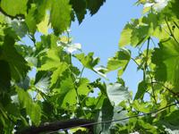 auf dem Weingut &ndash; &copy; Yvonne Geisler (Eberhardt TRAVEL)