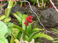 im Orchideengarten