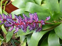 im Orchideengarten &ndash; &copy; Yvonne Geisler (Eberhardt TRAVEL)