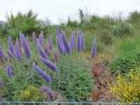 Der Stolz von Madeira &ndash; &copy; Yvonne Geisler (Eberhardt TRAVEL)