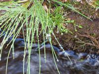an der Levada &ndash; &copy; Yvonne Geisler (Eberhardt TRAVEL)