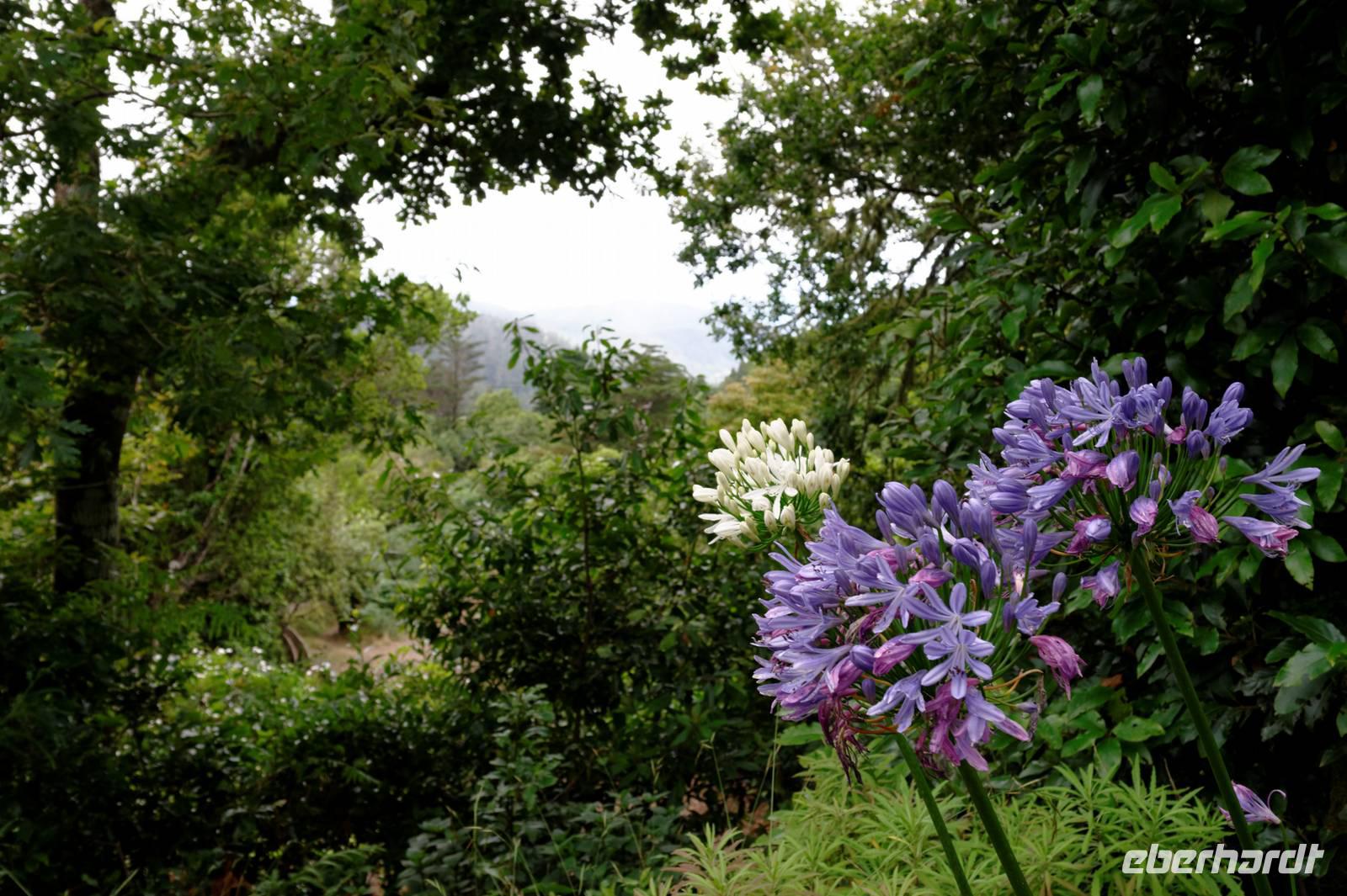 Agapanthus &ndash; &copy; Stephan Geyer (Eberhardt TRAVEL)