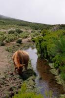 sich labende Kuh &ndash; &copy; Stephan Geyer (Eberhardt TRAVEL)