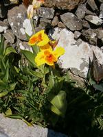 Blumenpracht &ndash; &copy; Heike Meinhold (Eberhardt TRAVEL)