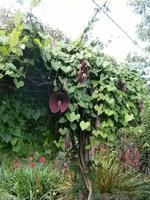 Blumenpracht &ndash; &copy; Heike Meinhold (Eberhardt TRAVEL)