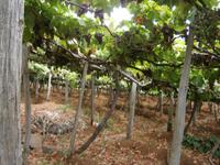 Weingut &ndash; &copy; Heike Meinhold (Eberhardt TRAVEL)