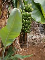 Bananenbaum &ndash; &copy; Heike Meinhold (Eberhardt TRAVEL)