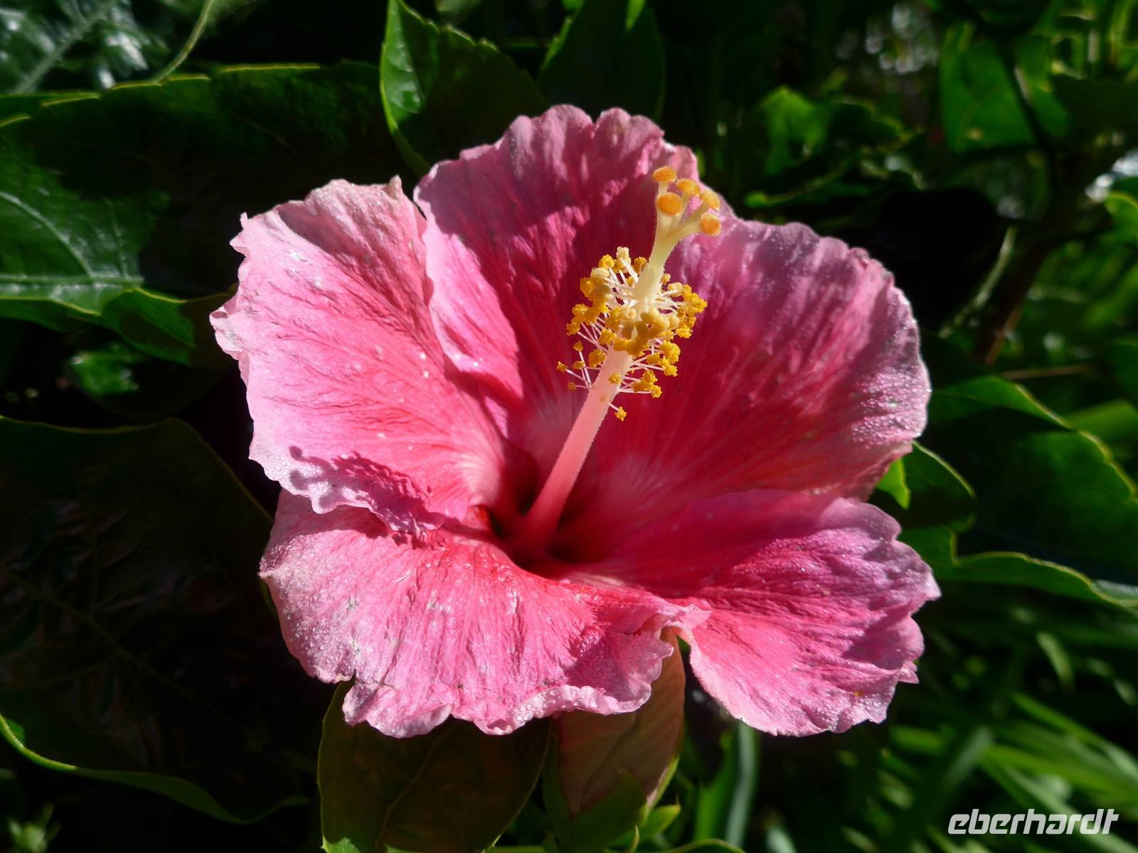Madeira, Blandy´s Garden, Hibiscus &ndash; &copy; Ria Heilmann (Eberhardt TRAVEL)