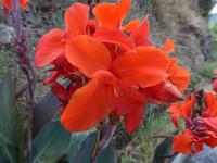 Madeira, Canna Indica &ndash; &copy; Ria Heilmann (Eberhardt TRAVEL)