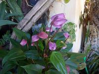Madeira, Funchal, Orchideen- Fundation, Anturien &ndash; &copy; Ria Heilmann (Eberhardt TRAVEL)