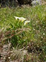 Wiese mit Calla`s &ndash; &copy; Steffi Zimmermann (Eberhardt TRAVEL)