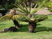 Urpalme &ndash; &copy; Steffi Zimmermann (Eberhardt TRAVEL)