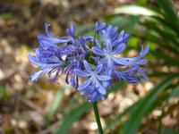 blaue Agapanthus &ndash; &copy; Steffi Zimmermann (Eberhardt TRAVEL)