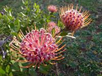 Protea &ndash; &copy; Steffi Zimmermann (Eberhardt TRAVEL)