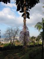 Botanischer Garden in Funchal &ndash; &copy; Steffi Zimmermann (Eberhardt TRAVEL)