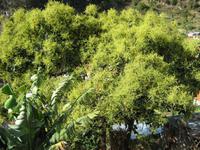 Avocadobaum &ndash; &copy; Steffi Zimmermann (Eberhardt TRAVEL)