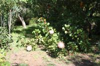 Garten der Familie Blandy_66 &ndash; &copy; Thomas Mühlbauer (Eberhardt TRAVEL)