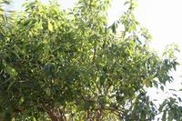 Kräutergarten_11 &ndash; &copy; Thomas Mühlbauer (Eberhardt TRAVEL)