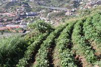Levada Wanderung_9 &ndash; &copy; Thomas Mühlbauer (Eberhardt TRAVEL)