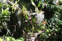 Orchideengarten_7 &ndash; &copy; Thomas Mühlbauer (Eberhardt TRAVEL)