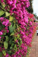 Botanischer Garten in Funchal &ndash; &copy; Aline K. (Eberhardt TRAVEL)