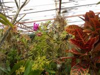 Orchideengarten (3) &ndash; &copy; Dorothea Thiedt (Eberhardt TRAVEL)
