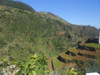 Terrassenfelder im Norden Madeiras &ndash; &copy; Dorothea Thiedt (Eberhardt TRAVEL)