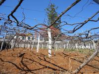 Weinanbau &ndash; &copy; Dorothea Thiedt (Eberhardt TRAVEL)
