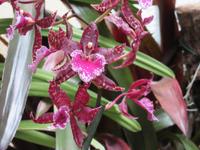 Orchidee &ndash; &copy; Detlef May (Eberhardt TRAVEL)