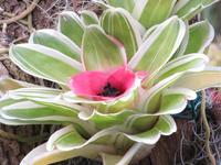 Bromelien &ndash; &copy; Detlef May (Eberhardt TRAVEL)