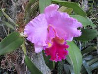 im Orchideengarten &ndash; &copy; Detlef May (Eberhardt TRAVEL)
