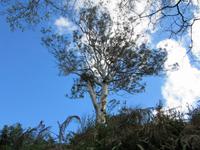 beeindruckende Bäume &ndash; &copy; Detlef May (Eberhardt TRAVEL)