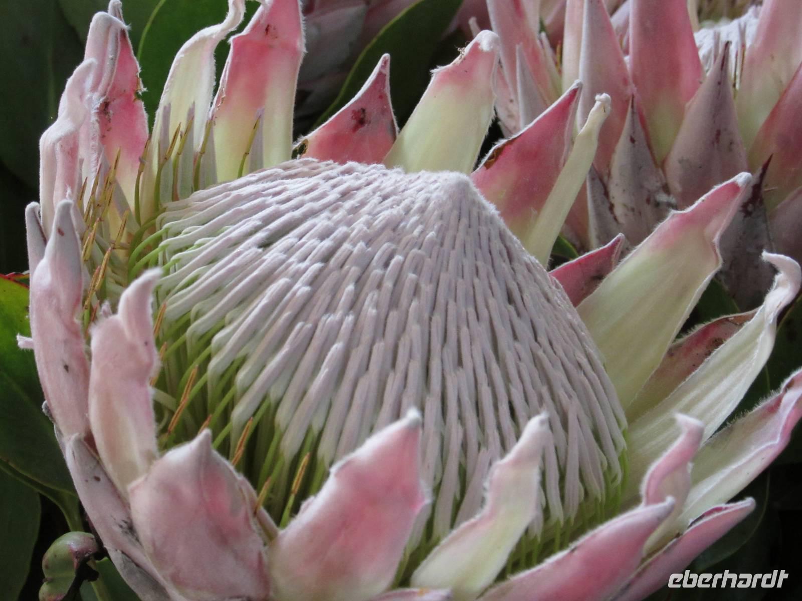 Protea &ndash; &copy; Detlef May (Eberhardt TRAVEL)