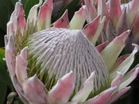 Protea &ndash; &copy; Detlef May (Eberhardt TRAVEL)