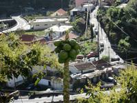 Papayas &ndash; &copy; Detlef May (Eberhardt TRAVEL)