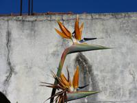 Strelitzie &ndash; &copy; Detlef May (Eberhardt TRAVEL)