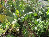 Bananen &ndash; &copy; Detlef May (Eberhardt TRAVEL)