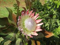 Protea (aus Südafrika) &ndash; &copy; Detlef May (Eberhardt TRAVEL)