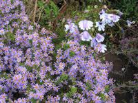 Jasmin (!) &ndash; &copy; Detlef May (Eberhardt TRAVEL)