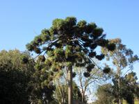 Affenschreckbaum (bunya bunya) &ndash; &copy; Detlef May (Eberhardt TRAVEL)