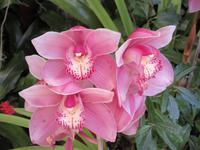 Orchidee &ndash; &copy; Detlef May (Eberhardt TRAVEL)