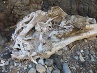 Treibgut &ndash; &copy; Detlef May (Eberhardt TRAVEL)